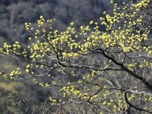 野花日本韩国免费视频 7 为什么这么受欢迎？如何观看？