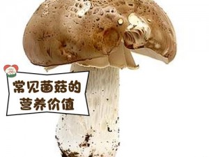 精产国品一二三产区蘑菇视频(如何找到精产国品一二三产区蘑菇视频？)