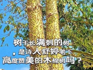 反木棉值得培养吗？探究反木棉的价值与潜力