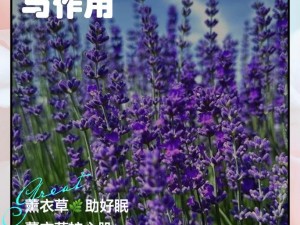 薰衣草研究所免费进入在线网址、薰衣草研究所免费进入在线网址：探索薰衣草的奥秘