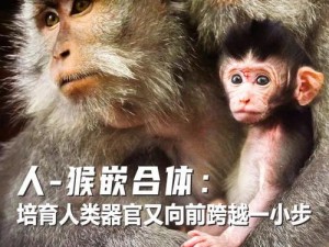 全球首个人猴混合胚胎成功培育 存活近三周刷新生命领域新纪录