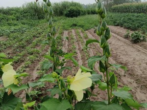 秋葵向日葵草莓黄瓜榴莲大全_秋葵、向日葵、草莓、黄瓜、榴莲大全，你想知道的都在这里