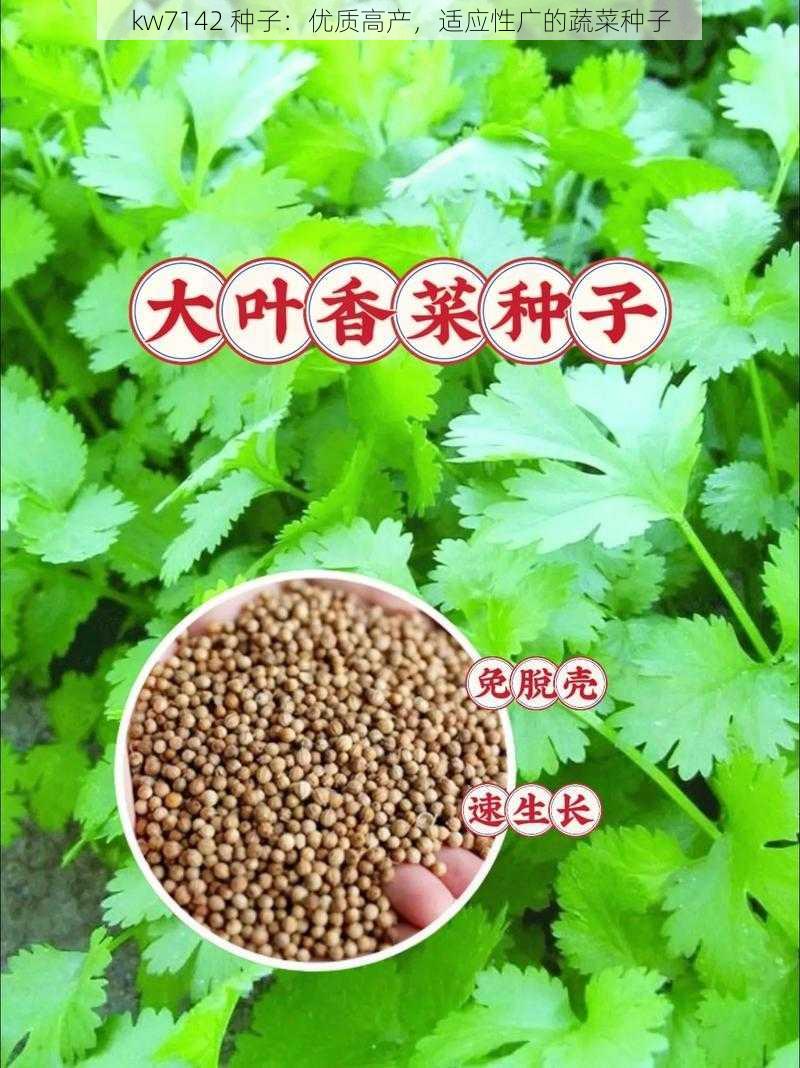 kw7142 种子：优质高产，适应性广的蔬菜种子