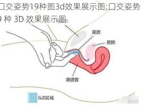 囗交姿势19种图3d效果展示图;囗交姿势 19 种 3D 效果展示图