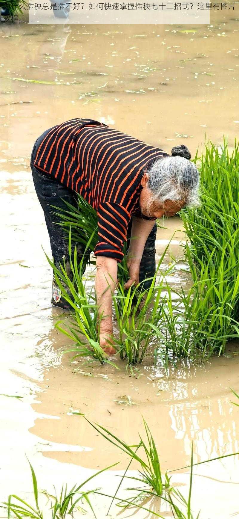 为什么插秧总是插不好？如何快速掌握插秧七十二招式？这里有图片教程