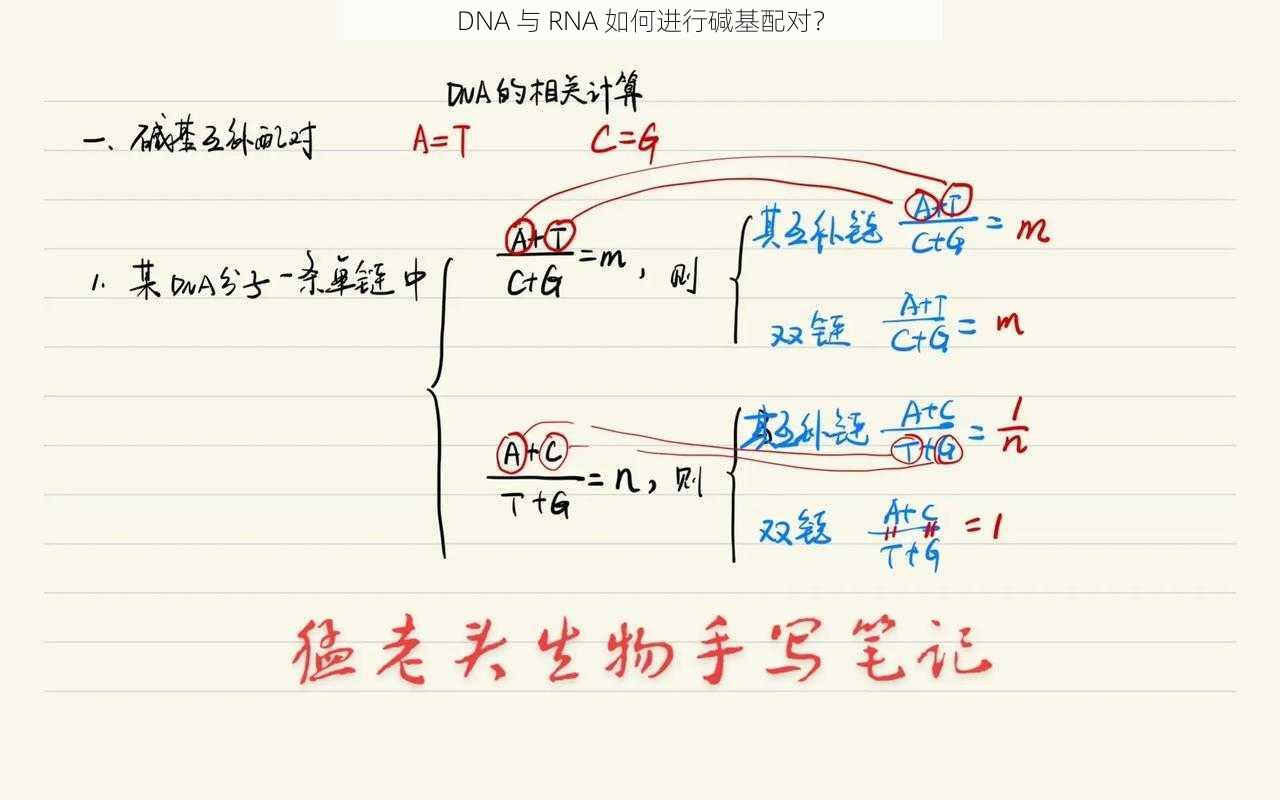 DNA 与 RNA 如何进行碱基配对？