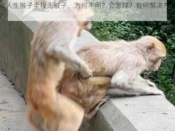 两人生猴子全程无被子，为何不用？会怎样？有何解决方案？