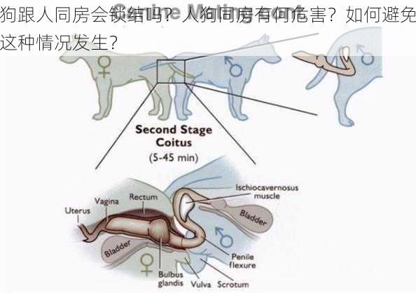 狗跟人同房会锁结吗？人狗同房有何危害？如何避免这种情况发生？