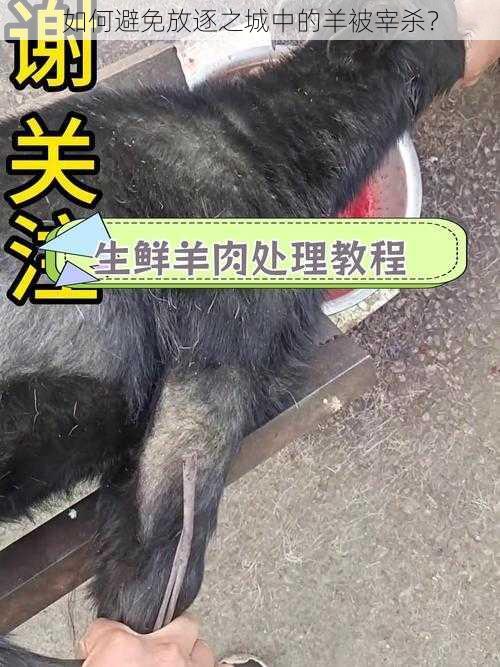 如何避免放逐之城中的羊被宰杀？