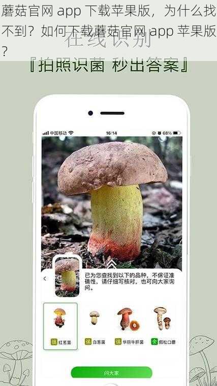 蘑菇官网 app 下载苹果版，为什么找不到？如何下载蘑菇官网 app 苹果版？