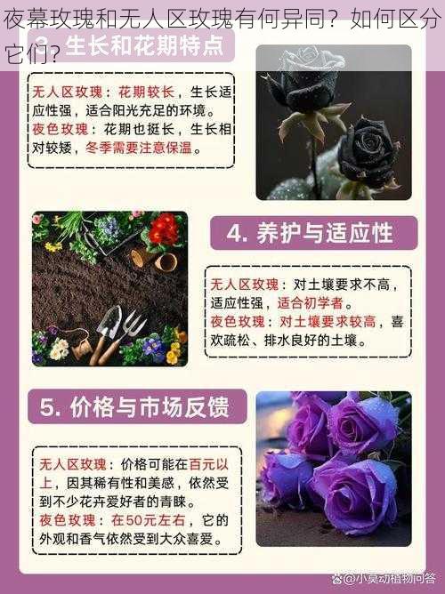 夜幕玫瑰和无人区玫瑰有何异同？如何区分它们？