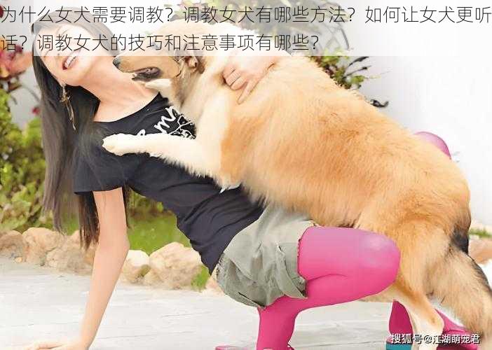 为什么女犬需要调教？调教女犬有哪些方法？如何让女犬更听话？调教女犬的技巧和注意事项有哪些？